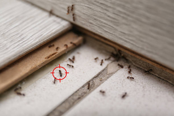 Best Mosquito Control Services  in Fowlkes, TN