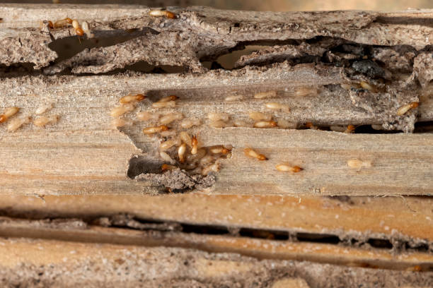 Best Affordable Pest Control Services  in Fowlkes, TN